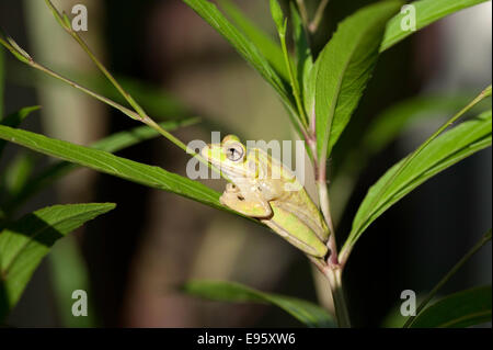 Seitenansicht des invasiven Kubanischen Baumfrosches (Osteopilus septentrionalis) auf mexikanischem Petunia-Blatt in Florida, USA. Stockfoto