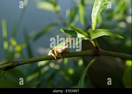 American Green Tree Frog (Hyla cinerea) sitzt auf mexikanischen Petunia Stamm mit Blick zur Seite mit weißen Unterbauch zeigt, Florida, USA. Stockfoto