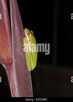 Seitenansicht eines grünen Baumfrosches (Hyla cinerea), der auf Magenta ruht Canna-Pflanzenstamm mit schwarzem Hintergrund, Florida, USA. Stockfoto