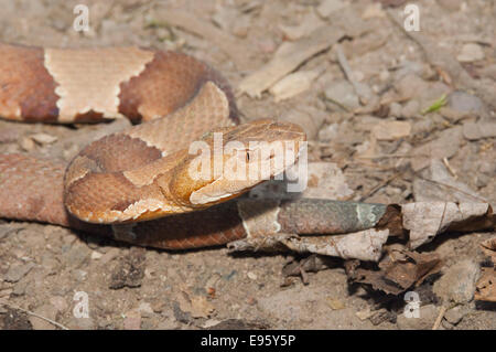 Breitbandiger Copperhead, Agkistrodon Contortrix Laticinctus, ursprünglich aus südlichen Vereinigten Staaten Stockfoto