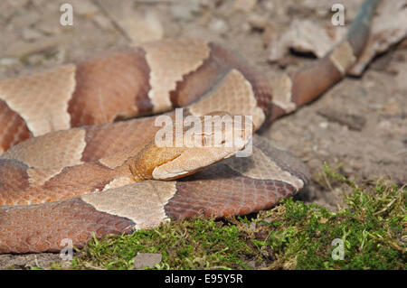 Breitbandiger Copperhead, Agkistrodon Contortrix Laticinctus, ursprünglich aus südlichen Vereinigten Staaten Stockfoto