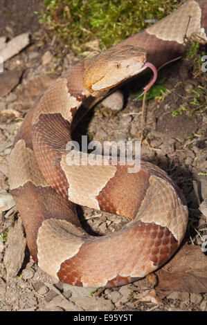 Breitbandiger Copperhead, Agkistrodon Contortrix Laticinctus, ursprünglich aus südlichen Vereinigten Staaten Stockfoto