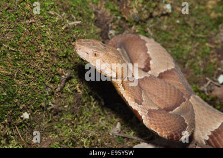 Breitbandiger Copperhead, Agkistrodon Contortrix Laticinctus, ursprünglich aus südlichen Vereinigten Staaten Stockfoto