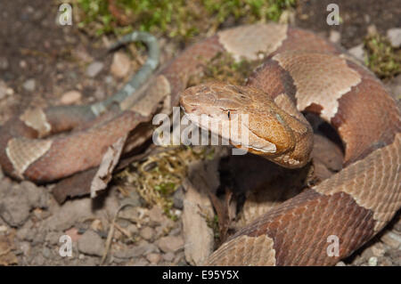 Breitbandiger Copperhead, Agkistrodon Contortrix Laticinctus, ursprünglich aus südlichen Vereinigten Staaten Stockfoto