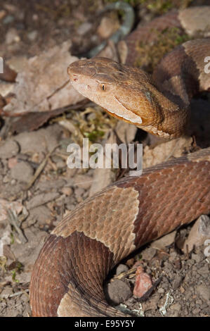 Breitbandiger Copperhead, Agkistrodon Contortrix Laticinctus, ursprünglich aus südlichen Vereinigten Staaten Stockfoto