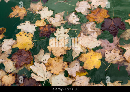 Gefallenen Ahornblätter schwimmend auf einem grünen Teich in Mid-Autumn. Stockfoto