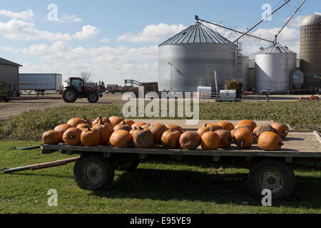 Geerntete Kürbisse sitzen auf einem Bauernhof Wagen neben einem Bean-Feld im Norden von Illinois. Stockfoto