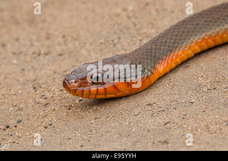 Rotbauch-Wasserschlange, Nerodia Erythrogaster Erythrogaster, endemisch in den Vereinigten Staaten Stockfoto