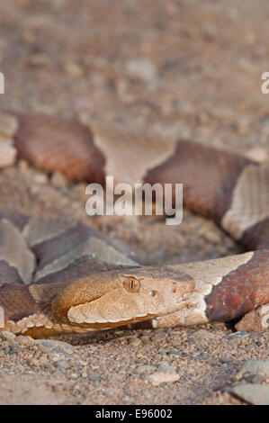 Breitbandiger Copperhead, Agkistrodon Contortrix Laticinctus, ursprünglich aus südlichen Vereinigten Staaten Stockfoto