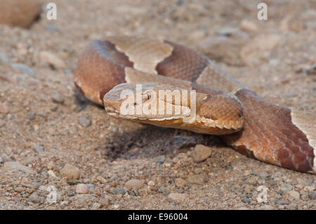 Breitbandiger Copperhead, Agkistrodon Contortrix Laticinctus, ursprünglich aus südlichen Vereinigten Staaten Stockfoto