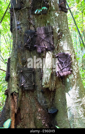 Baum Gräber für Babys in Kambira Tanah Toraja Sulawesi Indonesien Stockfoto