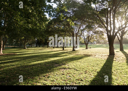 Die Sonne scheint durch die Bäume in den späten Nachmittag in den ruhigen Park in Sydney, Australien. Stockfoto