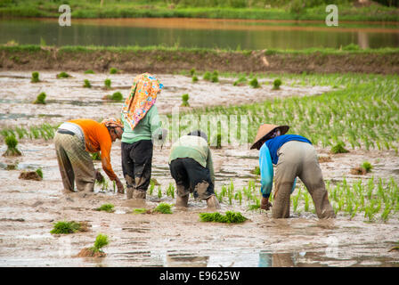 Menschen, die Anpflanzung von Brice in Paddy in Sulawesi Indonesien Stockfoto