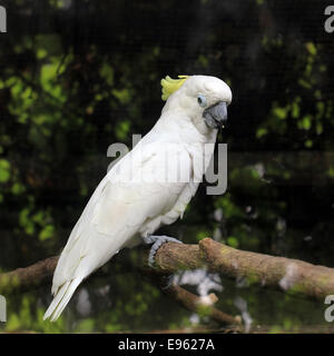 weiße Schwefel crested Kakadu Cacatua galerita Stockfoto