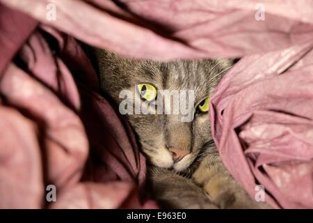 Graue Tabbykatze unter Blatt Ausschau. Stockfoto