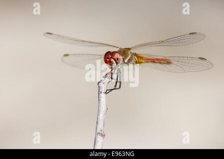 Die rot geäderten Dropwing Trithemis arteriosa Stockfoto