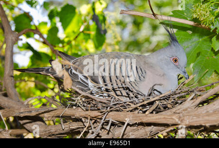 Crested Taube, Ocyphaps Lophotes auf eine grobe Nest sitzen. Stockfoto