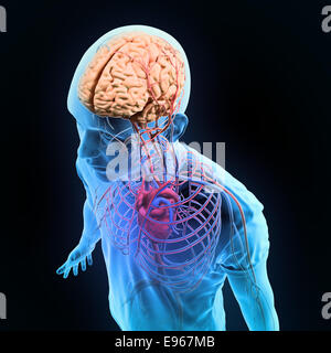 Menschliche Anatomie-Illustration - zentrale Nervensystem und Herz-Kreislauf-systems Stockfoto