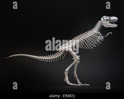 Tyrannosaurus Rex, große fleischfressende Dinosaurier, Skelett. Stockfoto