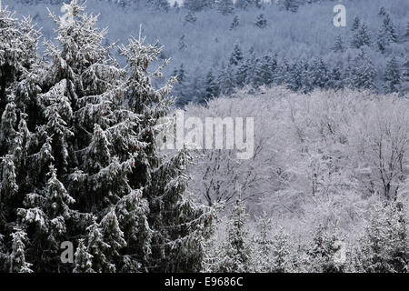 Verschneite winterliche Wald in Engenhahn im Taunus, Hessen, Deutschland Stockfoto