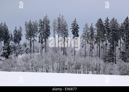 Verschneite winterliche Wald in Engenhahn im Taunus, Hessen, Deutschland Stockfoto