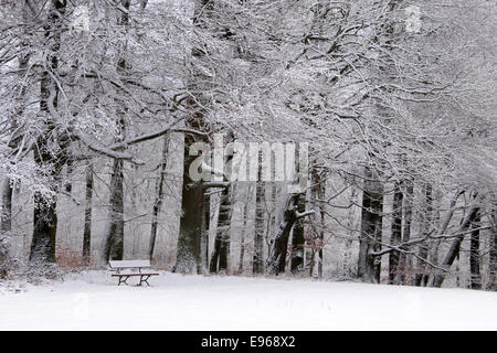 Schneebedeckte Parkbank und winterlichen Wald im Taunus, Hessen, Deutschland Stockfoto