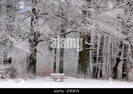 Schneebedeckte Parkbank und winterlichen Wald im Taunus, Hessen, Deutschland Stockfoto