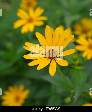 Heliopsis Helianthoides - glatte Oxeye Blume im Sommergarten Stockfoto