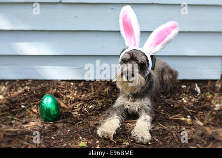 Presley die Zwergschnauzer posiert für ein Foto in einem niedlichen paar flauschige Easter Bunny Ohren, am Ufer Ostern Urlaubswochenende wo: St Albans, Großbritannien: 18. April 2014 Stockfoto