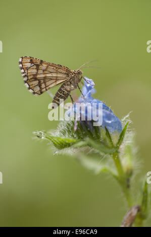 Vergitterte Heath (Chiasmia Clathrata), Deutschland Stockfoto