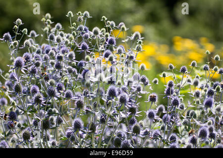 Wohnung-leaved Eryngo, Stängelpflanzen Stockfoto