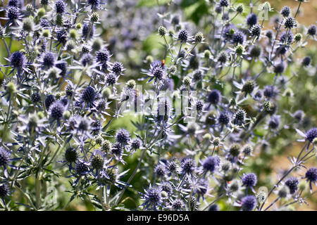 Wohnung-leaved Eryngo, Stängelpflanzen Stockfoto