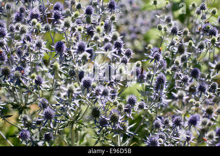 Wohnung-leaved Eryngo, Stängelpflanzen Stockfoto