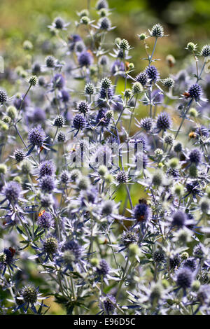 Wohnung-leaved Eryngo, Stängelpflanzen Stockfoto