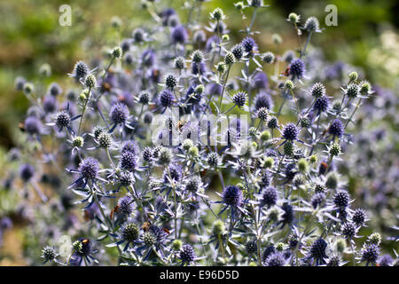 Wohnung-leaved Eryngo, Stängelpflanzen Stockfoto
