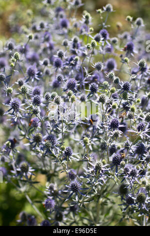 Wohnung-leaved Eryngo, Stängelpflanzen Stockfoto