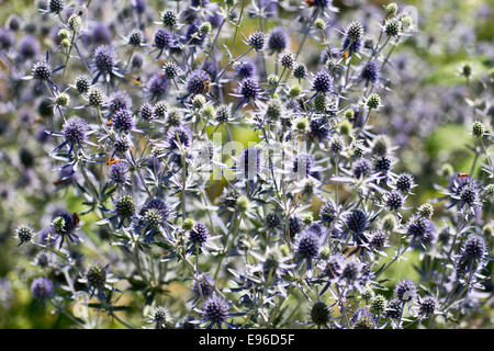 Wohnung-leaved Eryngo, Stängelpflanzen Stockfoto