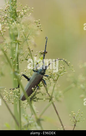 Moschus-Käfer (Aromia Moschata), Deutschland Stockfoto