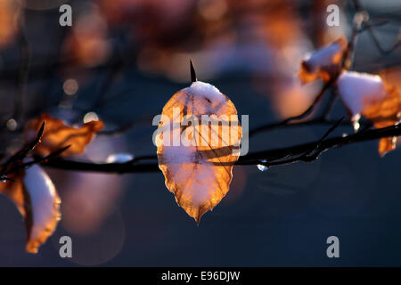 Buche-Blätter mit Schnee und Tautropfen im Taunus, Hessen, Deutschland Stockfoto