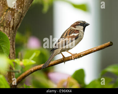 Haussperling [Passeridae] thront auf einem Magnolia Zweig in einer Gartenanlage. Stockfoto