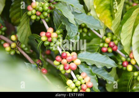 Reife Kaffeekirschen auf einem Ast auch mit grünen Bohnen Stockfoto