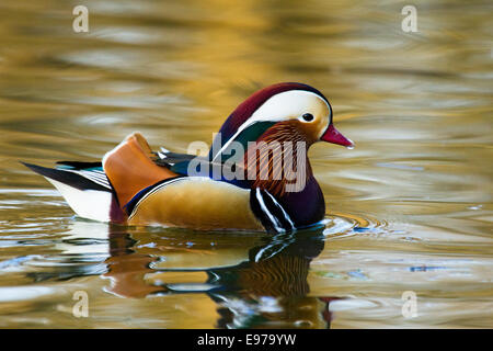 Mandarinente (Aix Galericulata) Stockfoto