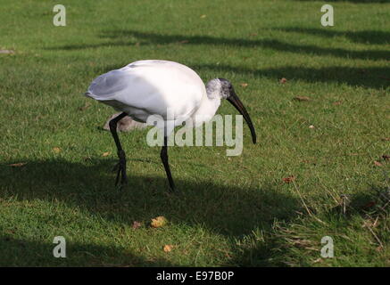 Süd-asiatischen Black-headed Ibis oder orientalischer weißer Ibis (Threskiornis Melanocephalus) Stockfoto