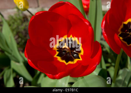 Rote Tulpe Blumen im Frühling Stockfoto