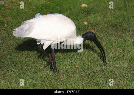 Süd-asiatischen Black-headed Ibis oder orientalischer weißer Ibis (Threskiornis Melanocephalus) auf Nahrungssuche im Rasen land Stockfoto