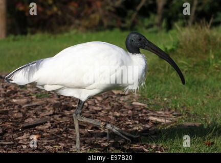 Süd-asiatischen Black-headed Ibis oder orientalischer weißer Ibis (Threskiornis Melanocephalus) Stockfoto