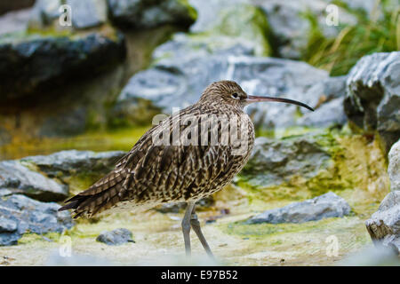 Eurasische Brachvogel (Numenius Arquata) Stockfoto