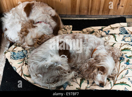 Zwei schlafende Cocker Spaniels, die sich auf ihrem Bett zusammengerollt haben (UK) Stockfoto