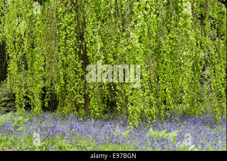Tregrehan Garden, St. Austell, Cornwall, Großbritannien. Ein weinender Buchenbaum (Fagus sylvatica „Pendula“) im Frühling mit darunter blühenden Blüten Stockfoto
