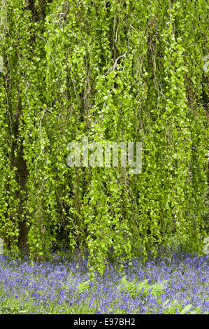 Tregrehan Garden, St. Austell, Cornwall, Großbritannien. Ein weinender Buchenbaum (Fagus sylvatica „Pendula“) im Frühling mit darunter blühenden Blüten Stockfoto